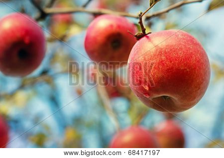 Ripe Apples On The Tree