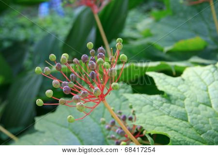 Green and purple berries