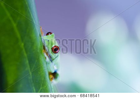 Red eyed frog 