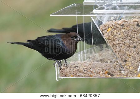 Male Cowbird On A Feeder