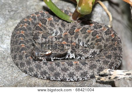 Dusky Pigmy Rattlesnake (sistrurus Miliarius Barbouri)