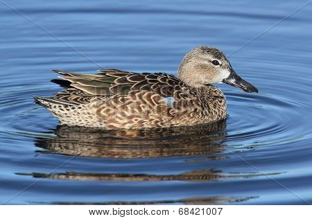 Female Blue-winged Teal