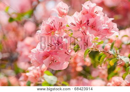 Paper Flowers Or Bougainvillea
