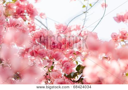 Paper Flowers Or Bougainvillea