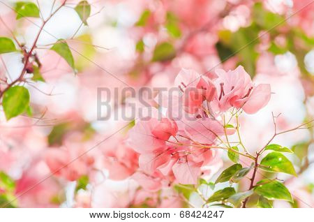 Paper Flowers Or Bougainvillea
