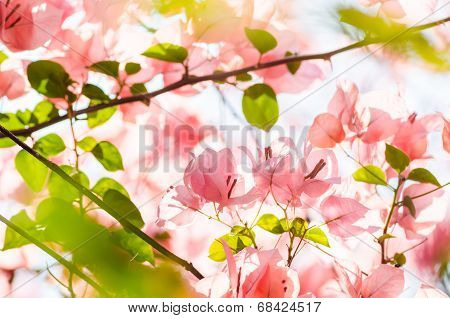 Paper Flowers Or Bougainvillea