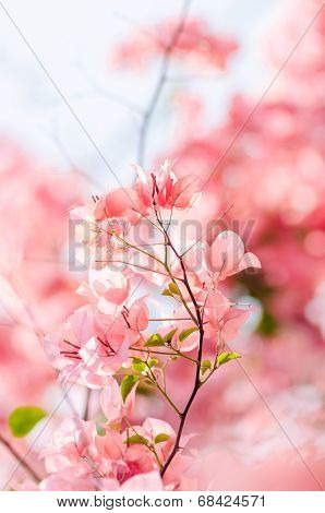 Paper Flowers Or Bougainvillea