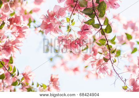 Paper Flowers Or Bougainvillea