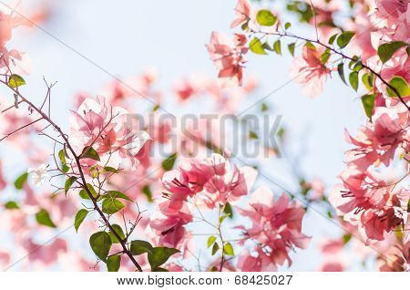 Paper Flowers Or Bougainvillea