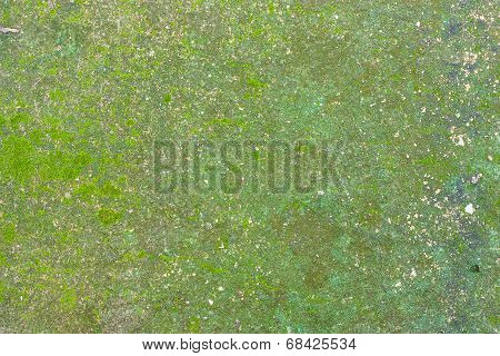 Moss Background