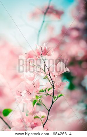 Paper Flowers Or Bougainvillea Vintage