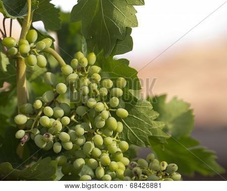 Green Grapes On Vine