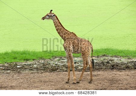 giraffes in the zoo safari park