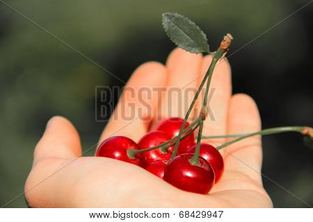cherry