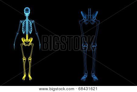 Human leg