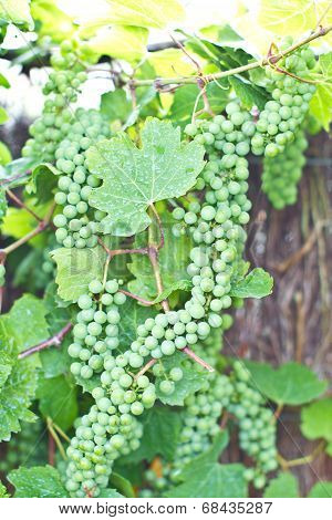 Green Wine Grapes