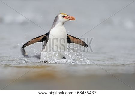 Royal Penguin (Eudyptes schlegeli)