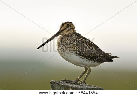 Common Snipe