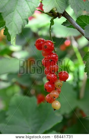 redcurrant