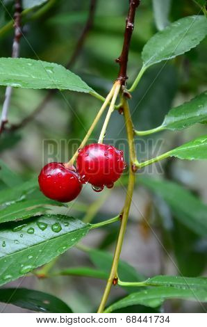 cherry
