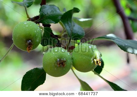 young apples