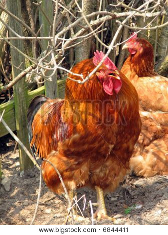 Coq