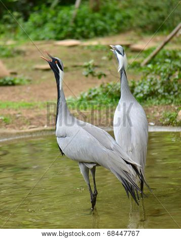 Demoiselle crane in the zoo