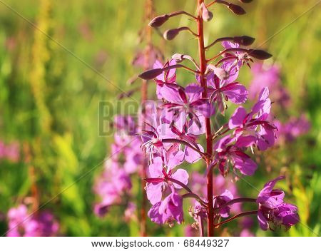 Wild Flower Of Willow-herb In The Evening Field