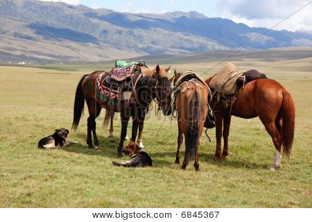 กลุ่ม Nomadic ม้า