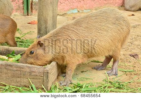 Capybara Eat Grass