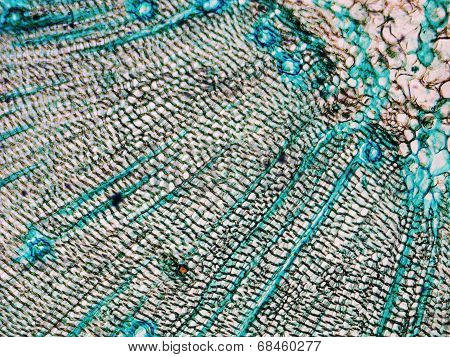 Pine Wood Micrograph