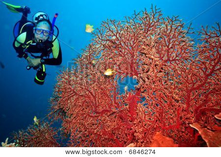 Scuba Diver