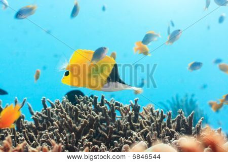 Gul området Butterflyfish