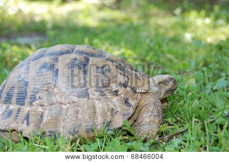 Turtle