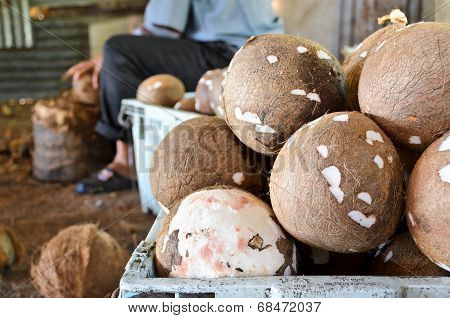 Coconut Processing Agricultural Produce