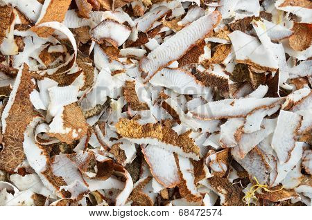 Surface Of The Coconut