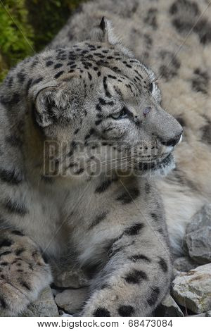 Snow Leopard / Panthera Uncia