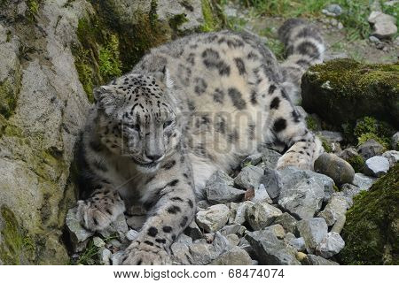 Snow Leopard / Panthera Uncia
