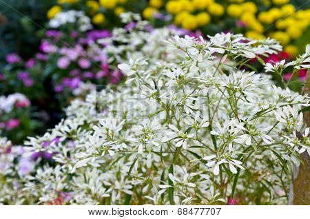 Flower Garden