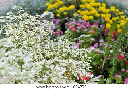 Flower Garden