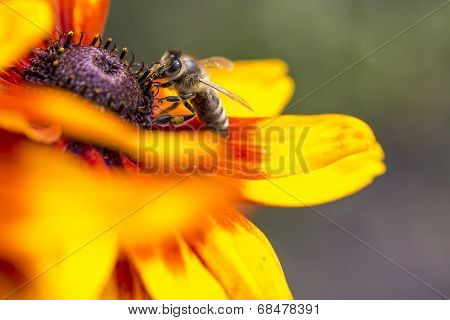 Close-up Photo Of A Western HoneyBee Gathering Nectar And Spreading Pollen On A Young Autumn Sun Co