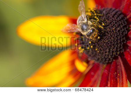 Close-up Photo Of A Western HoneyBee Gathering Nectar And Spreading Pollen On A Young Autumn Sun Co