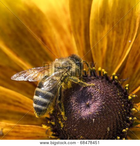 Close-up Photo Of A Western HoneyBee Gathering Nectar And Spreading Pollen On A Young Autumn Sun Co