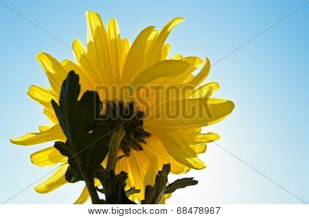Yellow Chrysanthemum Flower