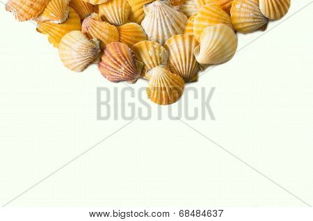 Set Of Seashell Isolated On White Background