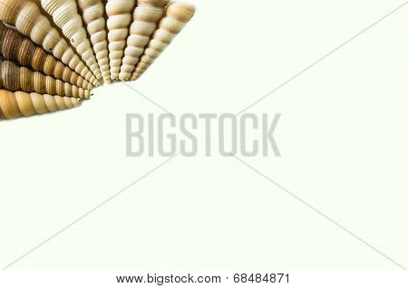 Set Of Seashell Isolated On White Background