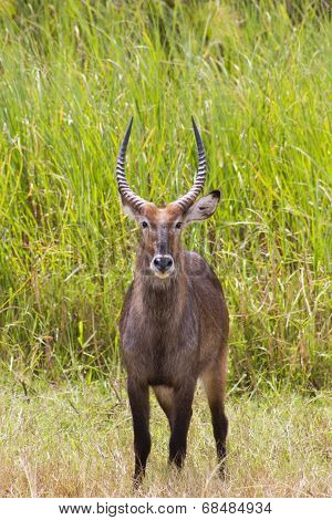 Waterbuck