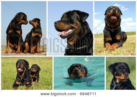 複合画像ロットワイラー