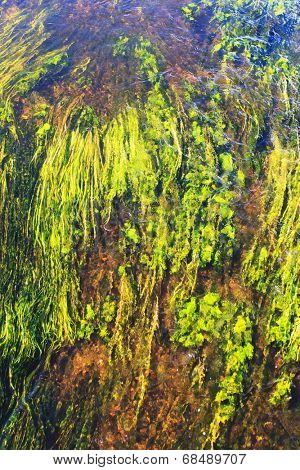 algae in river