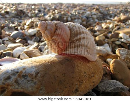 Shell ve světle slunce na kamenité pláže.